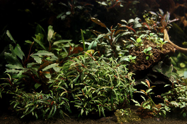 Буцефаландры (Bucephalandra) в аквариуме