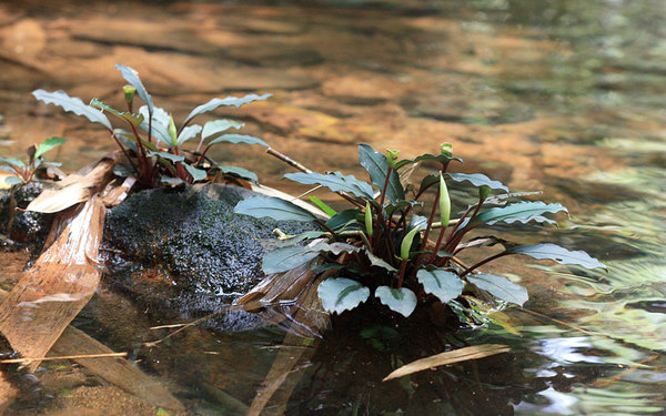 Буцефаландра Богнера (Bucephalandra bogneri) в природе. Baan Sikog, Sarawak, Borneo