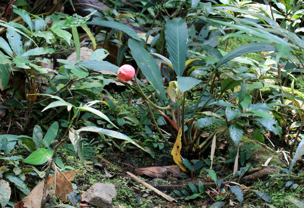 Пиптоспата (Piptospatha viridistigma) является спутником буцефаландры Богнера (Bucephalandra bogneri) в природе