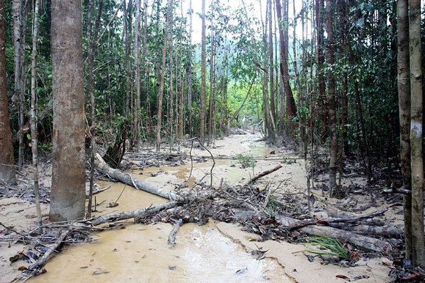 Гибель леса по берегам ручья из-за строительства дороги. Simunijam, Sarawak, Borneo