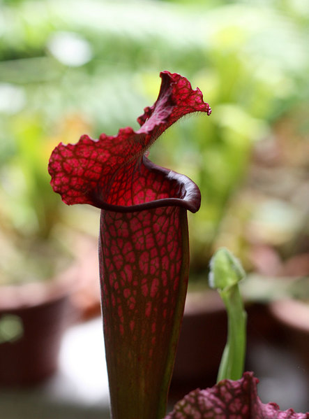 Sarracenia sp.