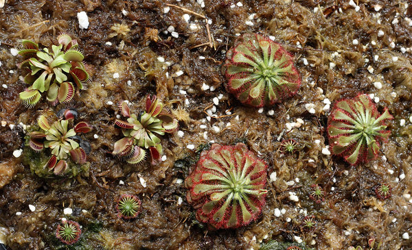 Мухоловки из семян. Dionaea from seeds