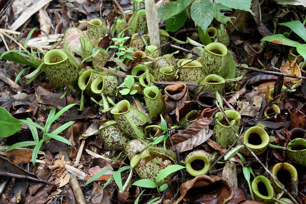 Nepenthes ampullaria, Bau, Sarawak, Borneo