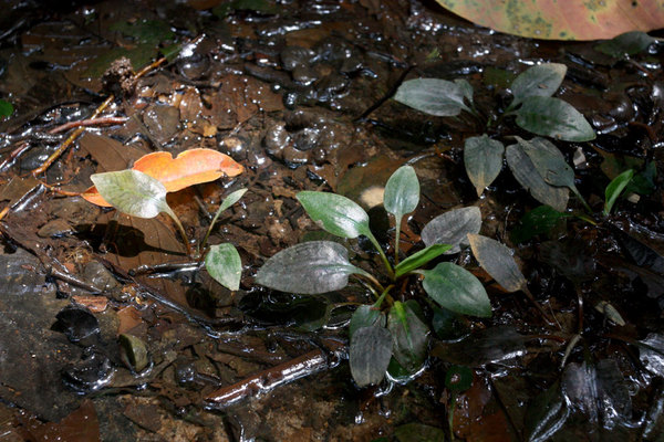 Cryptocoryne ferruginea, Bau, Sarawak