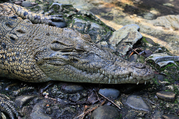 Crocodile, near Kuching, Sarawak