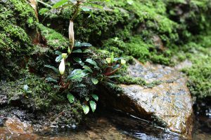 Bucephalandra bogneri