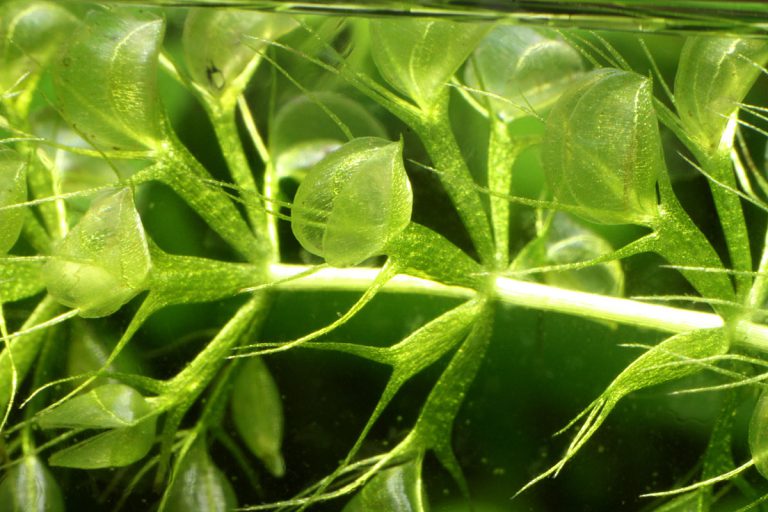 Aldrovanda vesiculosa