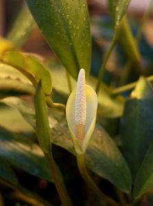 Anubias afzelii