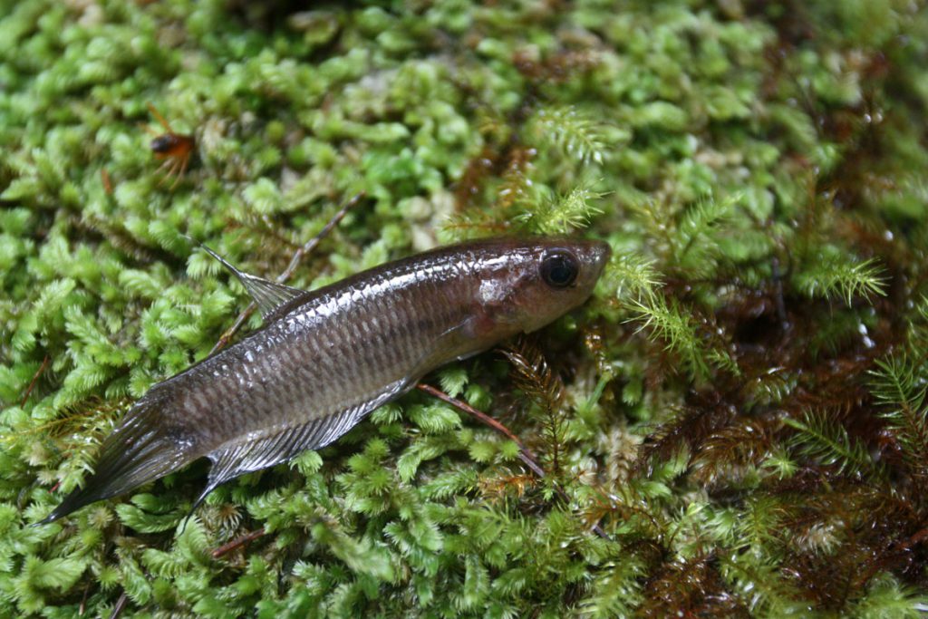 Betta ibanorum