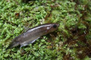 Betta ibanorum