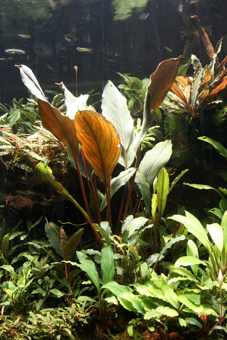 Bucephalandra Batang Ai