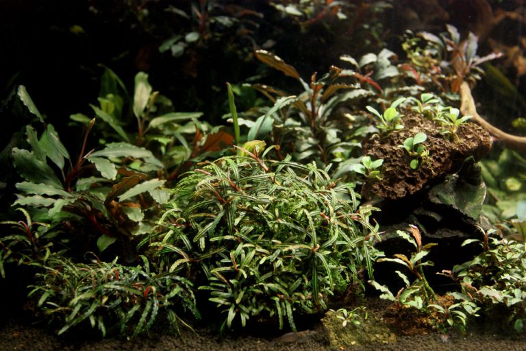 Bucephalandra belindae