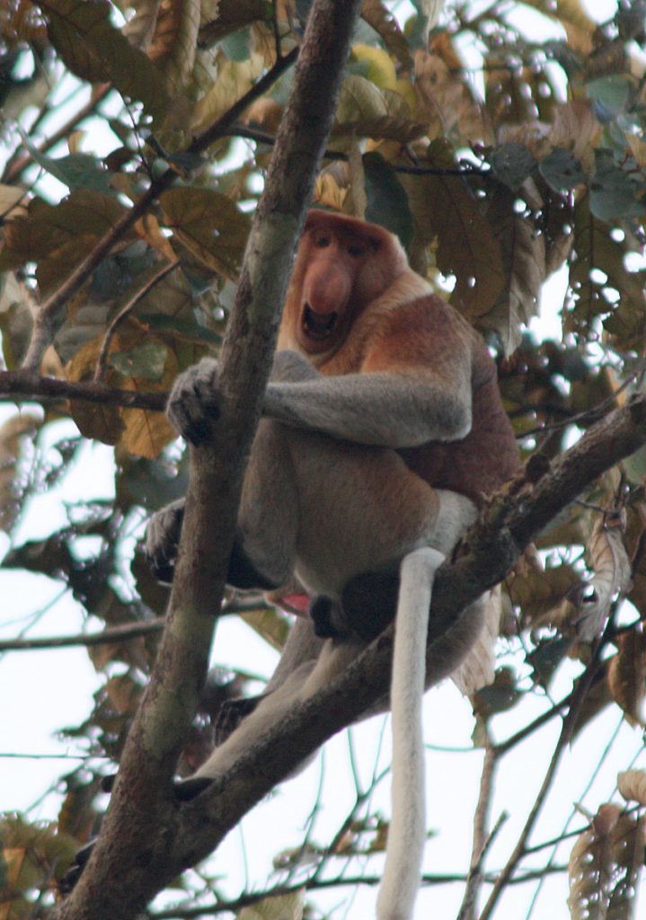 Nasalis larvatus