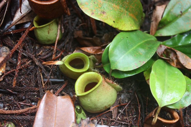 Nepenthes ampullaria