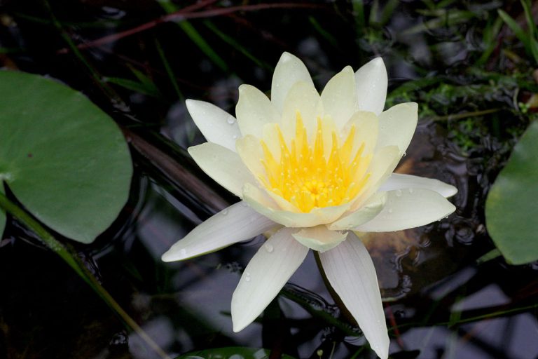 Nymphaea sp.