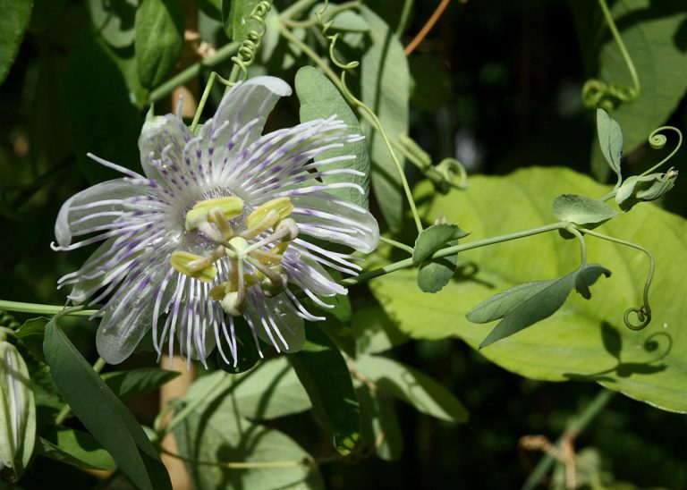 Passiflora tucumanensis
