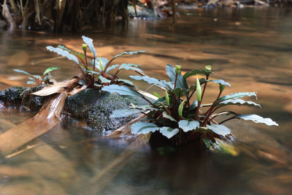 Bucephalandra bogneri