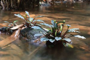 Bucephalandra bogneri