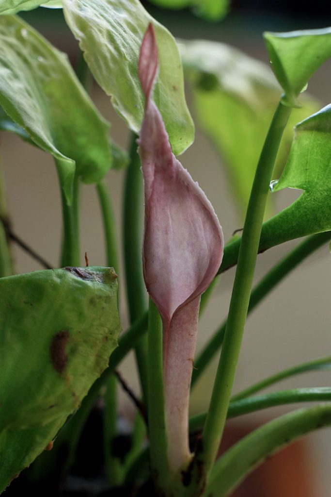 Cryptocoryne dewitii