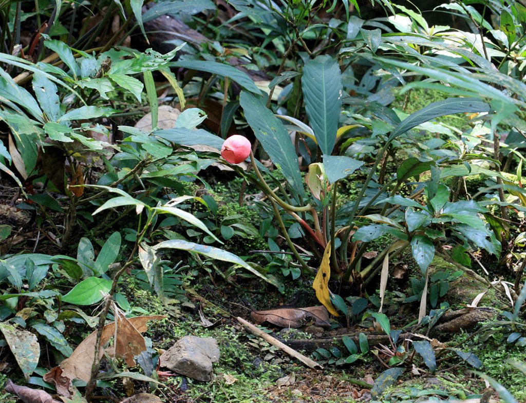 Piptospatha viridistigma