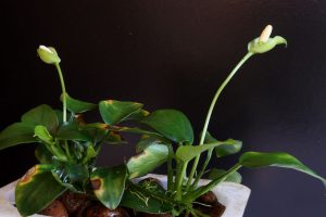 Anubias 'Petite'