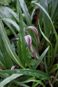 Cryptocoryne albida