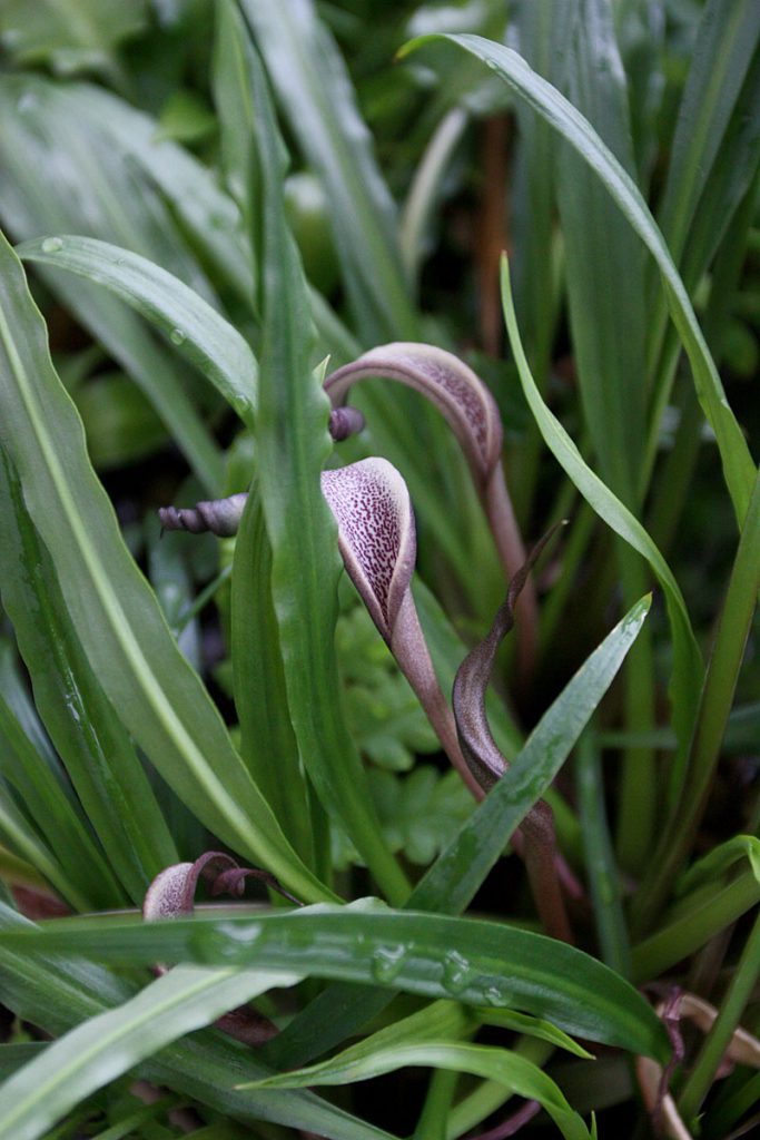 Cryptocoryne albida