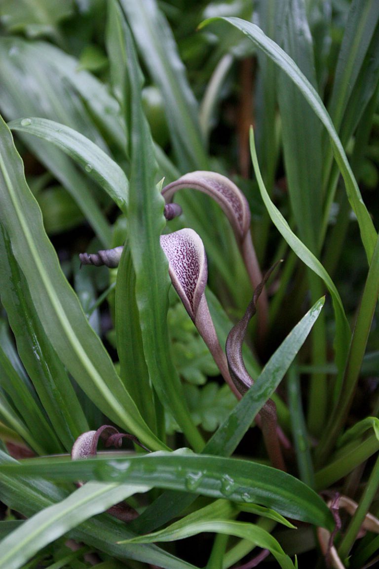 Cryptocoryne albida