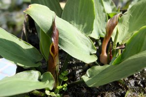 Cryptocoryne annamica
