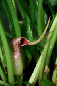 Cryptocoryne ideii
