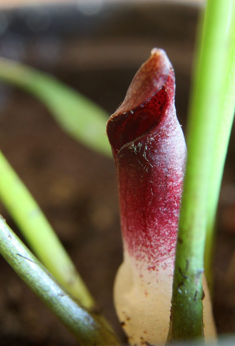 Cryptocoryne parva