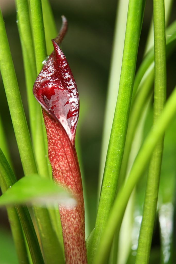 Cryptocoryne xwillisi