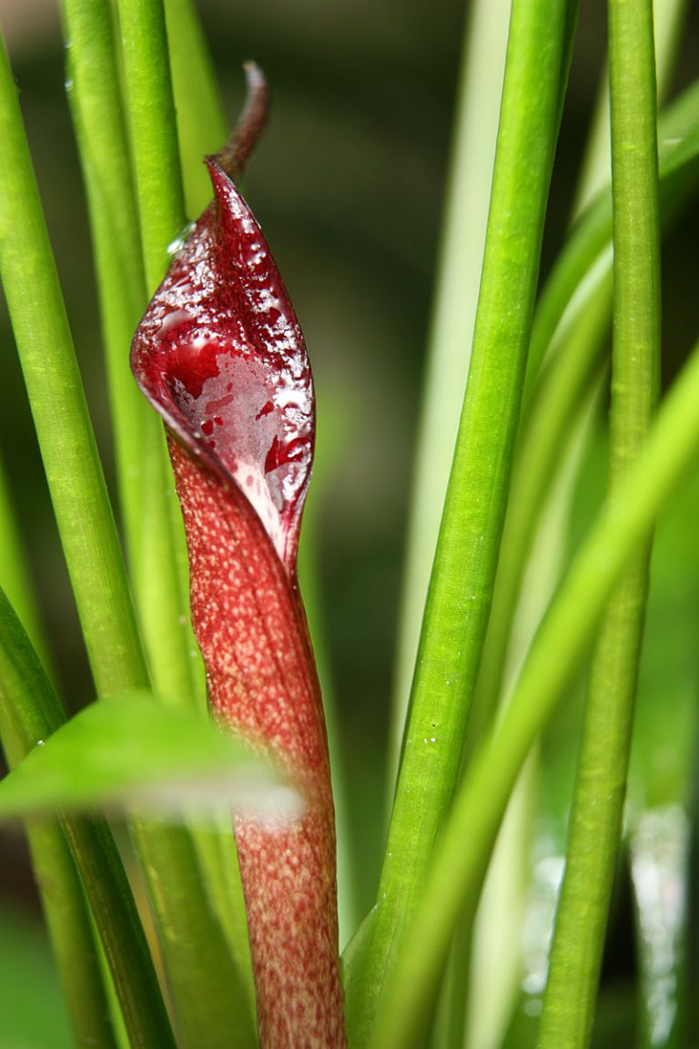 Cryptocoryne xwillisi