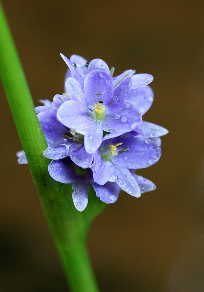 Monochoria vaginalis
