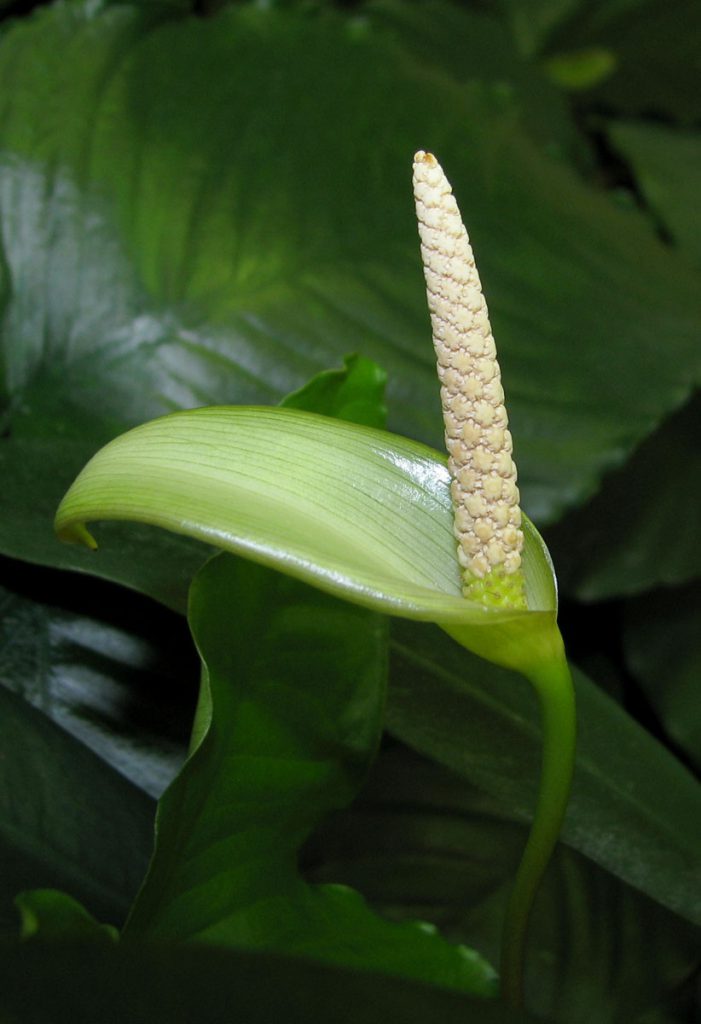 Anubias barteri var. angustifolia