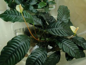 Anubias coffeifolia