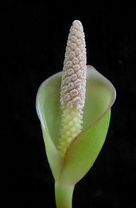 Anubias gilletii