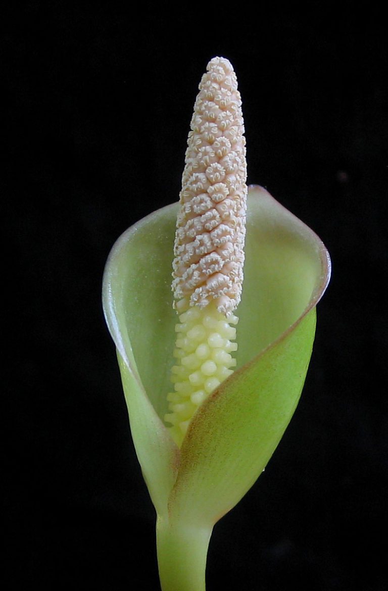 Anubias gilletii