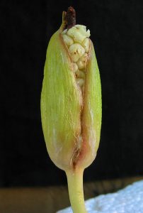 Anubias gilletii. Плод