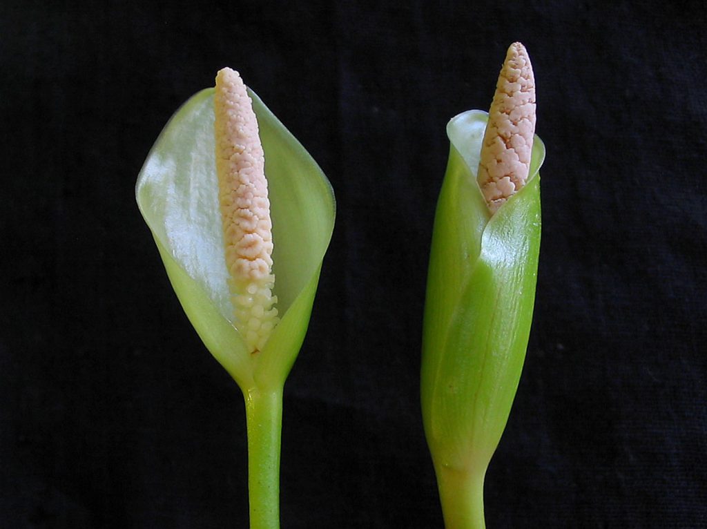 Anubias pynaertii