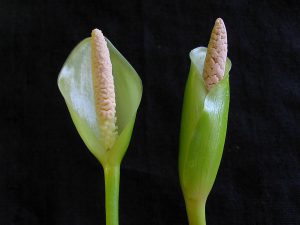 Anubias pynaertii
