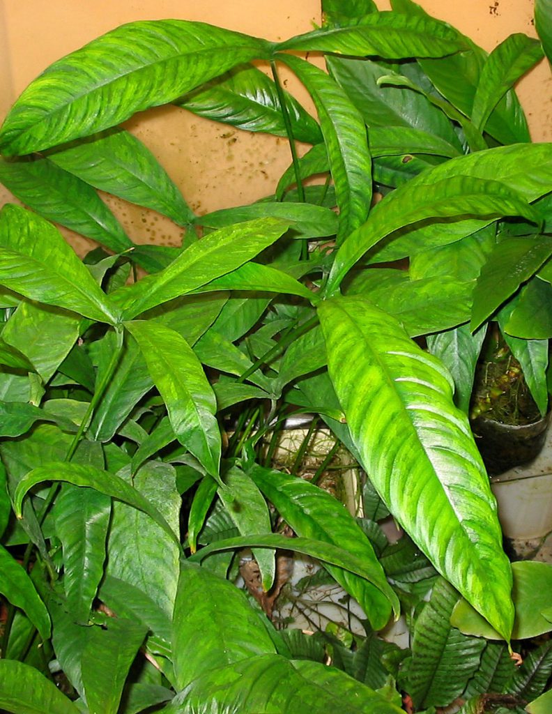 Anubias pynaertii