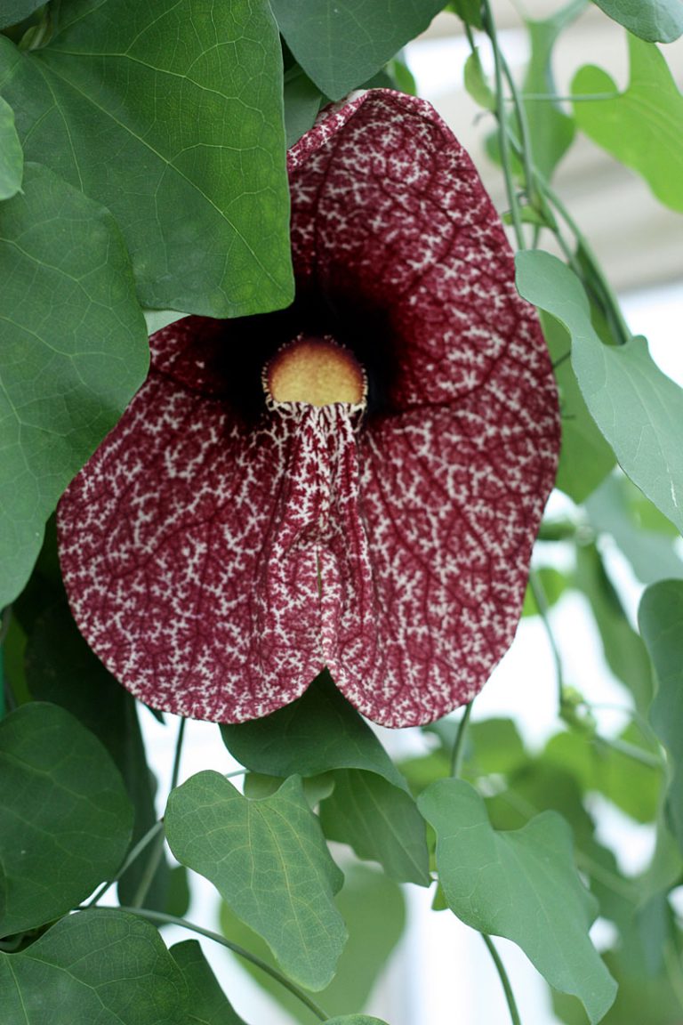 Aristolochia gigantea
