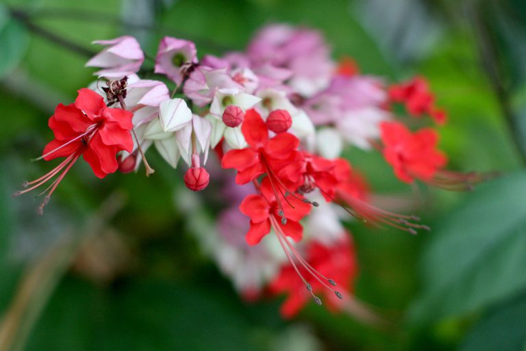 Clerodendrum