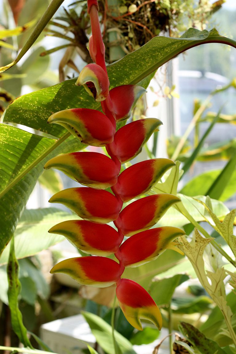 Heliconia rostrata