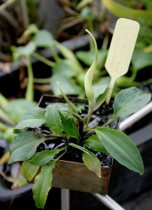 Lagenandra bogneri
