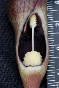 Lagenandra koenigii
