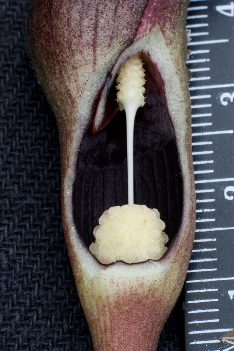 Lagenandra koenigii