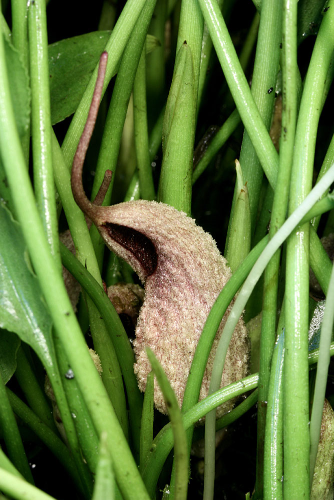 Lagenandra lancifolia