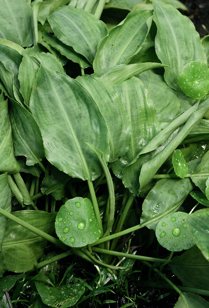 Lagenandra lancifolia